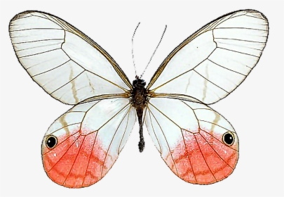 Glasswing Butterfly Cithaerias Milkweed Butterflies - Pink Tipped Satyr Butterfly, HD Png Download, Transparent PNG