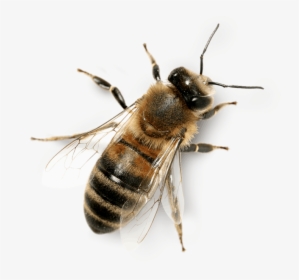 Transparent Background Honey Bee Png, Png Download, Transparent PNG