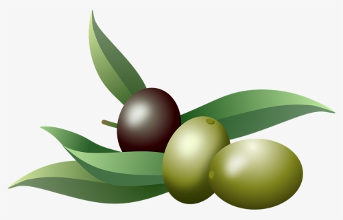 Olives, Oil, Fruits, Olive Tree, Branch, Nature, Plants - Olive, HD Png Download, Transparent PNG