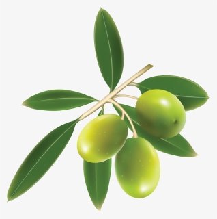 Green Olives Trio Transparent Png - Olive Clipart, Png Download, Transparent PNG