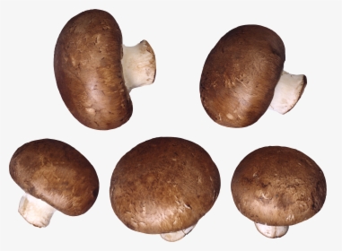 Mushroom,champignon Mushroom,pleurotus Mushroom,russula - Png Image Of Mushroom, Transparent Png, Transparent PNG