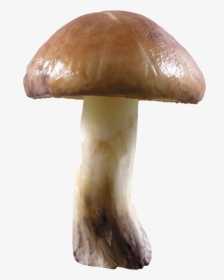 Mushroom Png Transparent Image - Mushroom Without Background, Png Download, Transparent PNG