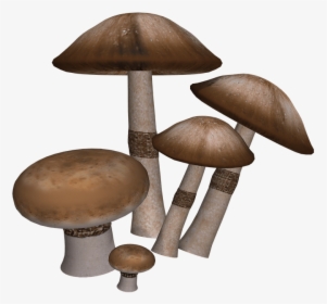 Mushrooms Collection - Imagenes De Setas Png, Transparent Png, Transparent PNG