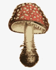 Transparent Shiitake Mushroom Png - Agaric, Png Download, Transparent PNG