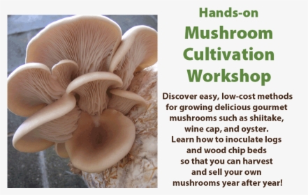 Hands On Mushroom Cultivation Workshop - Oyster Mushroom, HD Png Download, Transparent PNG