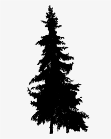 Pine Tree Silhouette  								 Title Pine Tree Silhouette - Silhouette Pine Tree Png, Transparent Png, Transparent PNG