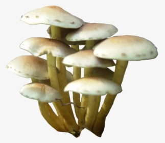 Mushroom Clip Art - Mushroom Png, Transparent Png, Transparent PNG
