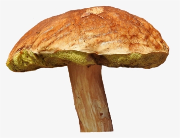 Mushroom, Tube Mushroom, Brown Cap, Forest Mushroom - Grzyb Png, Transparent Png, Transparent PNG