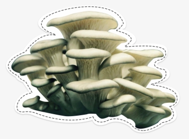 Oyster Mushroom, The Surprising - Oyster Mushroom Transparent, HD Png Download, Transparent PNG