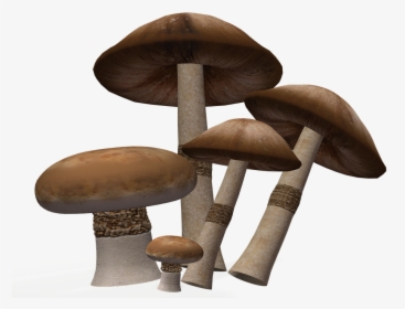 Mushroom, Nature, Toxic, Autumn, Ball, Forest - Mushroom, HD Png Download, Transparent PNG
