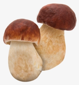 Related Image - Mushroom Boletus Png, Transparent Png, Transparent PNG