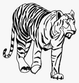 Drawn White Tiger Teacup - Tiger Drawing Transparent, HD Png Download, Transparent PNG