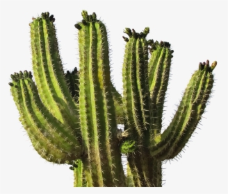 Cactus Png Image - Cactus Png, Transparent Png, Transparent PNG