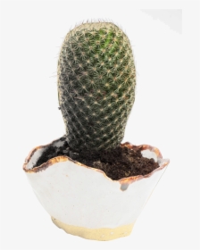 Cactus Png Transparent Image - Cactus Flower Pot Hd Png, Png Download, Transparent PNG