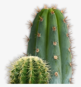 Small And Large Cactus - Being Negative Only Makes A Journey More Difficult, HD Png Download, Transparent PNG