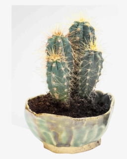 Cactus Png Transparent Image - Cactus In Png, Png Download, Transparent PNG