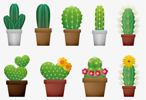 Cactus, Cacti, Cactus Flower, Nature, Bloom, Garden - Cactus Designs, HD Png Download, Transparent PNG