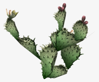 Cactus Png Prickly - Prickly Pear Cactus Transparent Background, Png Download, Transparent PNG