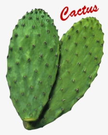 Cactus Png Image - Nopal Png, Transparent Png, Transparent PNG