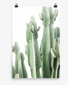 Transparent Pastel Goth Png - Cactus, Png Download, Transparent PNG