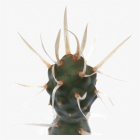 Tephrocactus Articulatus Paper Spine Cactus   Class - Thorns, Spines, And Prickles, HD Png Download, Transparent PNG