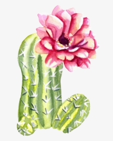 Green Watercolor Hand Painted Cactus Flower Transparent - Flower Cactus Watercolor Png, Png Download, Transparent PNG