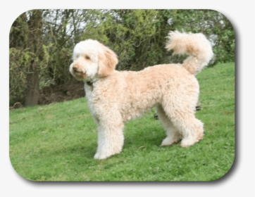 Poodle Mixed With Labrador, HD Png Download, Transparent PNG