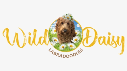 Wild Daisy Labradoodles Logo - Labradoodle, HD Png Download, Transparent PNG