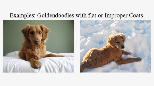 Flat Coat Goldendoodle Puppy, HD Png Download, Transparent PNG