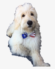 Goldendoodle Puppy Arizona - Companion Dog, HD Png Download, Transparent PNG
