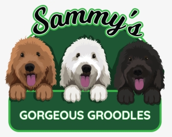 Sammy’s Gorgeous Groodles - Labradoodle, HD Png Download, Transparent PNG
