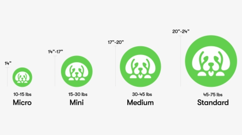 Goldendoodle Puppy Sizes - Graphic Design, HD Png Download, Transparent PNG