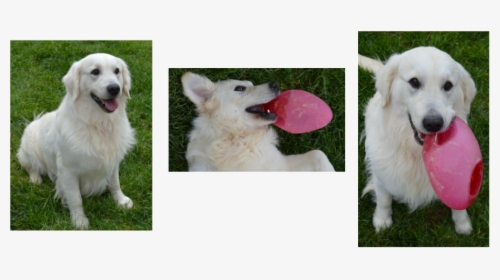 Picture - Berger Blanc Suisse, HD Png Download, Transparent PNG
