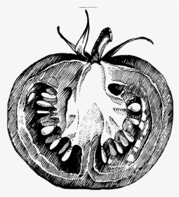 Tomato Drawing Realistic For Free Download - Tomatoes Transparent Background Png, Png Download, Transparent PNG