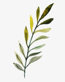 Russian Olive, HD Png Download, Transparent PNG