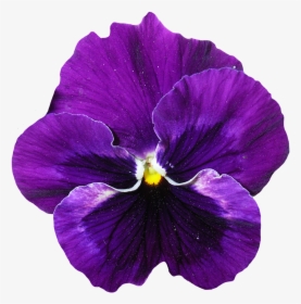 Real Purple Flower Png, Transparent Png, Transparent PNG