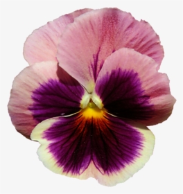 Flower Picture Freeuse - Pansy Transparent Background, HD Png Download, Transparent PNG