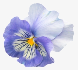 Pansy, Blue, Purple, Blossom, Bloom, Flower, Spring - Viola Flower Transparent Background, HD Png Download, Transparent PNG