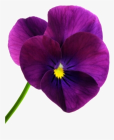 Clip Art Pansy Yahoo Image Search - Purple Poppy, HD Png Download, Transparent PNG