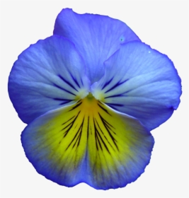 Pansy Flower Flowers Free Picture - Free Clip Art Blue Flower, HD Png Download, Transparent PNG