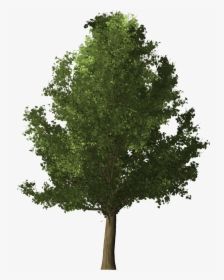 3d Tree Png, Transparent Png, Transparent PNG