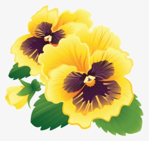 Pansy Clipart Transparent - Pansy Flowers Png Png, Png Download, Transparent PNG