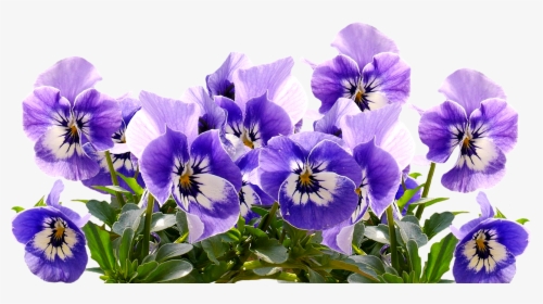 Spring Pansy Mother S Day Free Picture - Flower Purple Mothers Day, HD Png Download, Transparent PNG