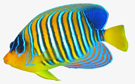 Angelfish - Transparent Background Transparent Fish, HD Png Download, Transparent PNG