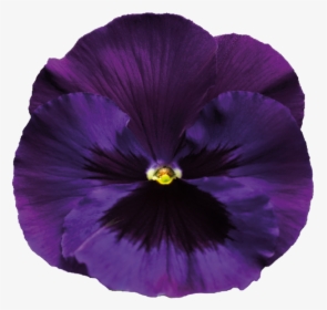 Pansy - Violet Flower Transparent Background, HD Png Download, Transparent PNG