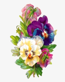 Carolyn Iott On Twitter - Pansy Flower On Transparent Background, HD Png Download, Transparent PNG
