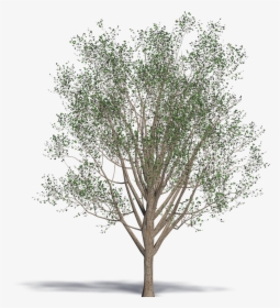 Ginkgo, Maidenhair Tree - Wood, HD Png Download, Transparent PNG