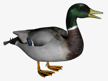 Download Duck Png, Transparent Png, Transparent PNG