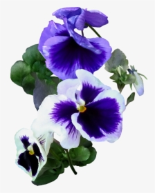 Click And Drag To Re-position The Image, If Desired - Pansy, HD Png Download, Transparent PNG