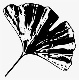 Gingko Leaf D Clip Arts - Black And White Gingko Leaf, HD Png Download, Transparent PNG